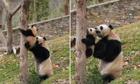 Gấu trúc mẹ không rời cái cây vì muốn cố đỡ gấu con, netizen xúc động vì tình mẫu tử