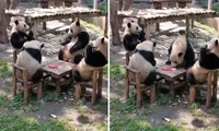 Video hội &quot;bà tám&quot; gấu trúc ngồi quanh bàn buôn chuyện y như con người