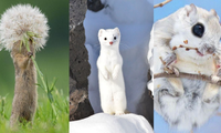 Có quá nhiều &quot;sự cute&quot; ở đây: Sóc yêu hoa, chồn tuyết tinh nghịch khiến ai cũng tan chảy! 
