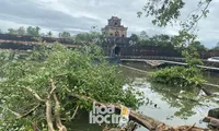 Thừa Thiên - Huế: Trạm xe buýt bị hư hại, cây xà cừ trăm tuổi bật gốc vì bão số 13