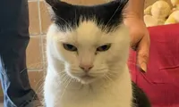 Chú mèo hư nhất thế giới