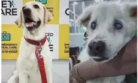 Chó
