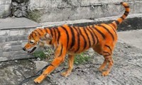 chó
