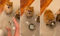 Clip cún yêu giận dỗi đá văng tô thức ăn vì bị chủ “troll” thu hút hơn 20 triệu lượt xem