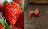 Vật khủng khiếp trong quả dâu mua ở siêu thị, khiến cô bé 6 tuổi vừa ăn đã phải đi cấp cứu