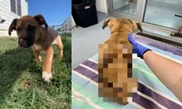 Thanh niên nhẫn tâm đốt cái chuồng bằng nhựa, mặc dù chú chó nhỏ của mình ở trong chuồng