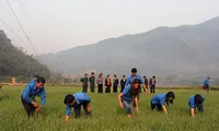 Các trí thức trẻ tình nguyện Ðoàn KT-QP 326 (Quân khu 2) hướng dẫn người dân trồng lúa nước.