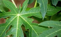 Những tác dụng không ngờ tới của lá đu đủ – &apos;thần dược&apos; chống ung thư