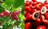 Quả thần kỳ - trái cây lạ khiến mọi thức ăn đều có vị ngọt, cần đặc biệt lưu ý khi ăn