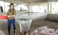 Tuyên Quang giúp người dân ổn định sinh kế để giảm nghèo