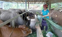 Yên Bái: Chú trọng công tác giảm nghèo đảm bảo, thực chất và bền vững