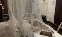 Rắn hổ mang và đàn bướm khổng lồ &apos;đột nhập&apos; khách sạn Thái Lan 