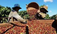 Giá cà phê, hồ tiêu 'rơi thẳng đứng' vì Mỹ áp thuế ồ ạt 