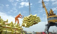 Gạo Việt xuất khẩu lấy lại vị thế ‘đắt giá nhất thế giới’