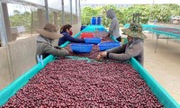 Không phải Việt Nam, nước nào là nhà cung cấp cà phê số 1 cho Thái Lan?