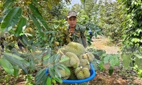 Sầu riêng Việt Nam đón tin vui