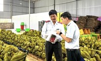 Sầu riêng nhiễm chất cấm: ‘Nếu đất không sạch, trái cũng khó lành’