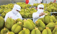 Bộ trưởng Đỗ Đức Duy nói thẳng 4 &apos;nhức nhối&apos; của sầu riêng Việt Nam