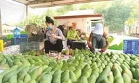 Xoài Việt Nam đang ‘làm mưa làm gió’ ở Trung Quốc