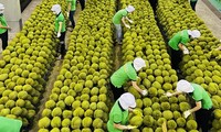 Ngụp lặn giữa khủng hoảng, sầu riêng Việt 'lội ngược dòng' thế nào?