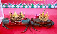Độc lạ đệ nhất cua biển được trao vương miện như hoa hậu