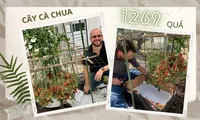 Cây cà chua &quot;gánh còng lưng&quot; 1269 quả, lập kỷ lục Guinness nhiều quả nhất thế giới 