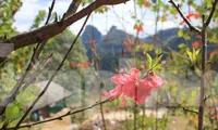 Chiều biên giới đẹp nao lòng với trăm hoa khoe sắc
