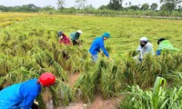 Hà Nội ra quân 579 đội hình thanh niên tình nguyện khắc phục hậu quả bão số 3