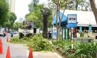 Vụ cải tạo vỉa hè ảnh hưởng cây xanh: Chủ tịch UBND TPHCM ra &apos;tối hậu thư&apos;