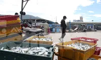 Cảng cá lớn nhất miền Trung ra sao trước giờ đóng cửa?