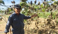 Trăm giếng khoan nhiễm mặn, vùng rau sạch lớn nhất Đà Nẵng khốn đốn