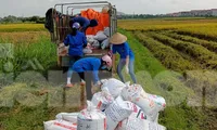 Thanh niên tình nguyện tỉnh Bắc Giang đội nắng chở thóc về cho người dân bị cách ly