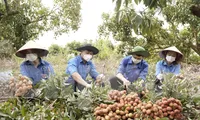 Đoàn viên huyện Lục Nạn bẻ vải giúp dân