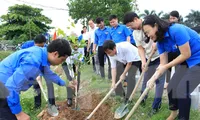 Tuổi trẻ Bắc Ninh trồng cây xanh