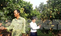 Vải thiều Bắc Giang chuẩn bị vào vụ 