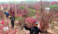 Thời tiết dịp Tết Nguyên đán Quý Mão 2023 có thuận lợi để du xuân?