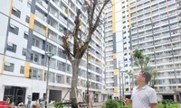 Khởi công loạt dự án nhà ở xã hội, có hạ nhiệt thị trường chung cư?