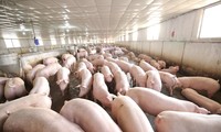 Anova Farm - Trang trại heo đạt chuẩn Global G.A.P đầu tiên tại Việt Nam