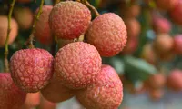 Cây vải 1.500 năm tuổi ở Trung Quốc bất ngờ đậu quả trở lại