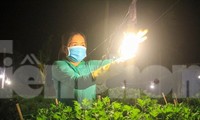Kỹ thuật ép &apos;Cúc&apos; không ngủ ở thủ phủ hoa tết Quảng Ngãi