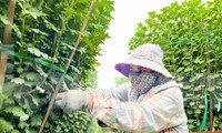 Hàng trăm nghìn chậu hoa cúc Tết ở Quảng Ngãi chưa nở đã được mua sạch tại vườn