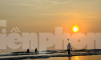 Ra biển bắt ốc bé bằng móng tay, ngư dân kiếm bộn tiền mỗi sáng