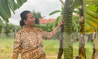 Buồng chuối khủng ở Quảng Ngãi &apos;đẻ&apos; hơn 100 nải vẫn chưa dừng lại