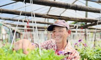 Hoa Tết chưa nở đã được thương lái mua sạch tại vườn