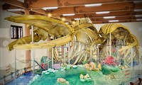 Hai bộ xương cá voi ở Lý Sơn được xác lập kỷ lục lớn nhất Việt Nam