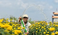 Hoa cúc &apos;nhuộm vàng&apos; làng quê những ngày giáp Tết