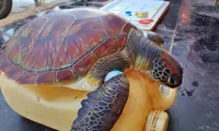 Giải cứu động vật quý hiếm trong Sách đỏ thế giới bị dính 'lưới ma'