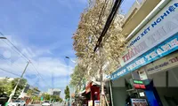Cây xanh trên phố chết bất thường ở Quảng Ngãi