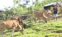 Giấc mơ thoát nghèo của người dân vùng cao Quảng Ngãi