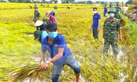 Lội ruộng giúp người dân gặt lúa